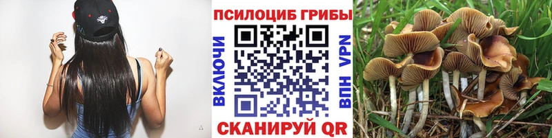 Псилоцибиновые грибы Psilocybine cubensis  Бодайбо 